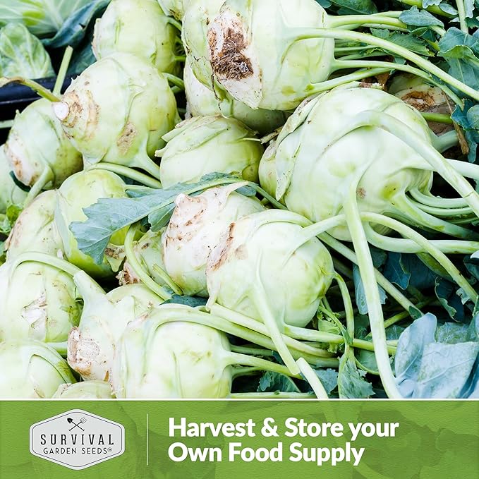 Survival Garden Seeds - White Vienna Kohlrabi Seed for Planting - 2 Packs with Instructions to Plant and Grow Unique Cruciferous Vegetables in Your Home Vegetable Garden - Non-GMO Heirloom Variety