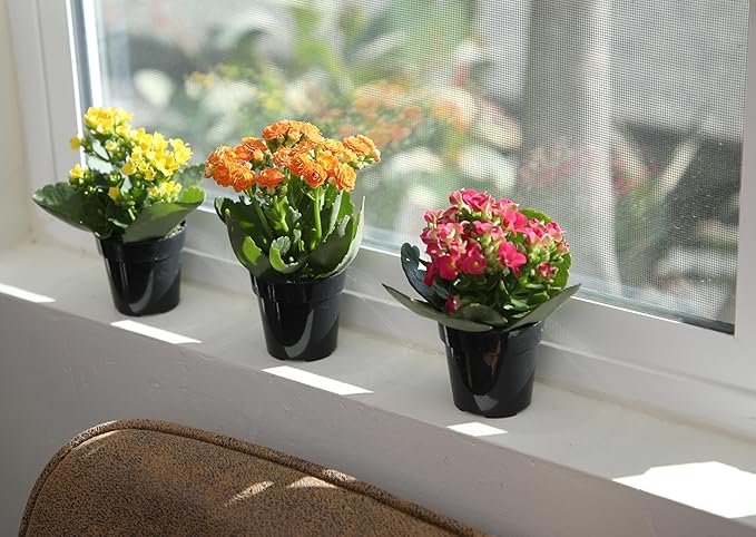 Kalanchoe Flower Plants 3PK, Desk Plant Decor, Live Succulent Gifts for Plant Lovers Gift Ideas, Kalanchoe Plants Live Houseplants Live Indoor, Live Succulents Plants Live Flowers by Plants for Pets