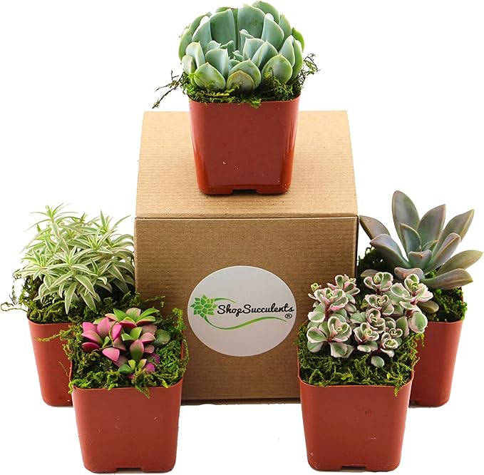 Shop Succulents Unique Succulent Plant Pack Collection - Live Mini Succulent Plants, Low Maintenance, Exceptional Colors & Textures - Wedding and Party Favors, Gift & Garden, Pack of 5