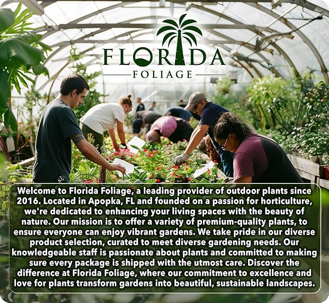 Salvia Mexican Sage Plants | 10 Live Seedlings | Salvia leucantha | Velvety Purple Flower Spikes | Drought Tolerant Landscape Perennial