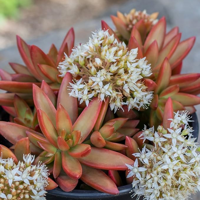 Altman Plants Desert Fire Live Succulents 4-Pack, Mini Plants Succulent Mix, Live Plants, Mini Succulents, House Plants, Live Succulent Plants, Outdoor & Indoor Plants for Event, Wedding, Kid Crafts