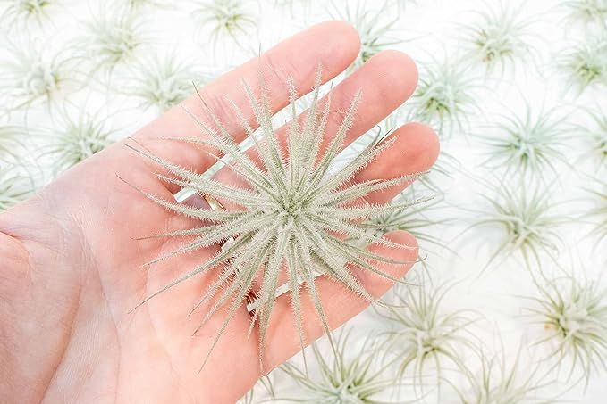 Air Plant Shop 10 Pack Rare Tectorum Ecuador Air Plants - Unique, Bright White, Nursery-Grown Tillandsia House Plant with Fuzzy Trichomes for Terrariums, Driftwood & Living Walls - Wholesale