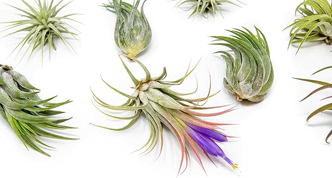 30 Pack Air Plants Assorted Tillandsia Ionantha - Live Succulent House Plants - Available in Wholesale and Bulk - Home and Garden Decor - Easy Care Indoor and Outdoor Plants