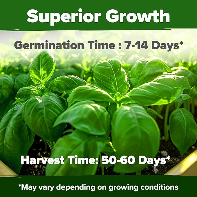 HOME GROWN Genovese Basil Seeds 2 Pack - 3500 π‘π’π‘-ππ π’ π¨π¦π Heirloom Basil Seeds for Planting (Ocimum basilicum) - Herb Seeds for Indoor & Outdoor Gardening - Grow for Culinary Use