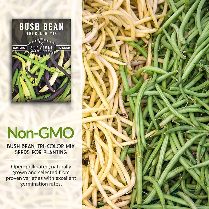 Survival Garden Seeds - Tri-Color Bean Seed for Planting - 2 Packs with Instructions to Plant and Grow Yellow, Purple, and Green Bush Beans in Your Home Vegetable Garden - Non-GMO Heirloom Variety