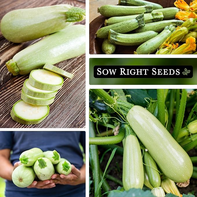 Sow Right Seeds - Grey Zucchini Seed for Planting - Non-GMO Heirloom Packet with Instructions to Plant a Home Vegetable Garden - Vigorous Summer Squash - Mexican Zucchini Good for Large Containers (2)