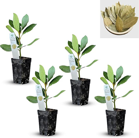 Mediterranean Bay Leaf, Bay Laurel Live Plant. Saratoga/Standard Varieties - Laurus Nobilis. Fragrant, Fresh, Edible. Pots/Ground Planting. Mild/Strong Flavor (2 Srtg + 2 Std Bay Plants in Cup)