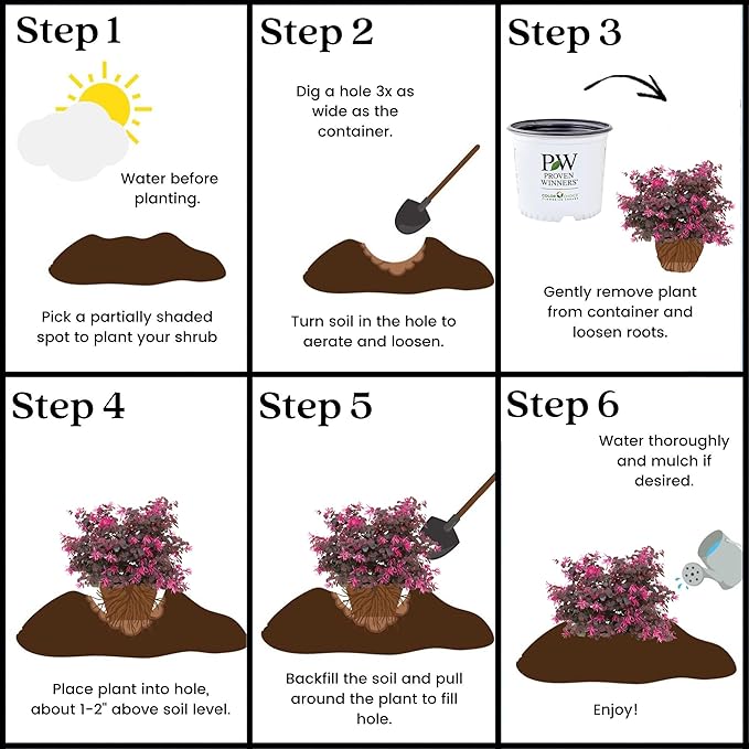 2 Gallon Proven Winners Loropetalum Jazz Hands Pink Shrub