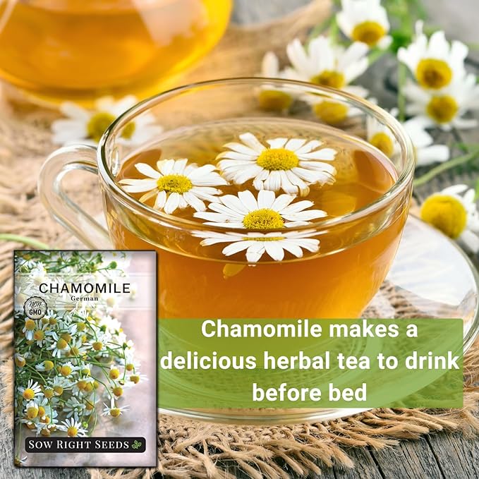 Sow Right Seeds - German Chamomile Seeds for Planting - Non-GMO Heirloom Packet with Instructions to Grow Herbal Tea - Medicinal & Aromatic Flower, Home Remedies - Small Daisy-Like Blooms (1)