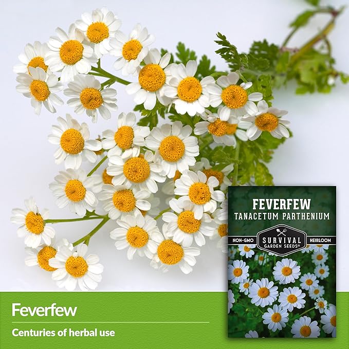 Feverfew Seeds for Planting - 5 Packets with Instructions to Plant and Grow Your Own Bachelor's Buttons in Your Home Vegetable or Herb Garden - Non-GMO Heirloom Variety - Survival Garden Seeds
