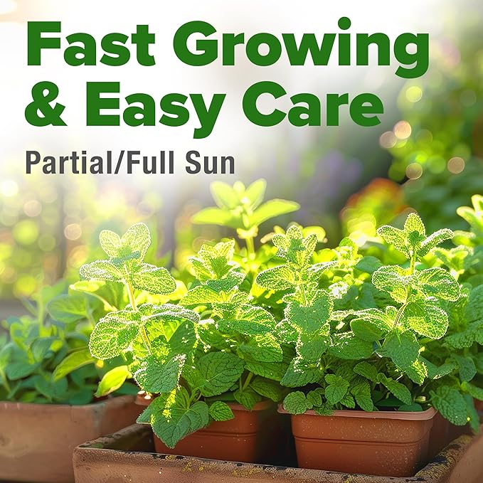 HOME GROWN Premium Common Mint Seeds (Bulk Pack) 3,600 π‘π’π‘-ππ π’ π¨π¦π Heirloom Herb Seeds, USA Sourced | Ideal for Planting Outdoors or Indoors for a Fresh Mint Tea Garden (Mentha spp)