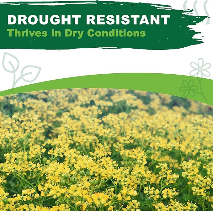 TKE Farms & Gardens - Rue Seeds for Planting, 1 Gram, 500 Heirlooom Seeds, Non-GMO, Instructions Included, Ruta graveolens, Qty 1
