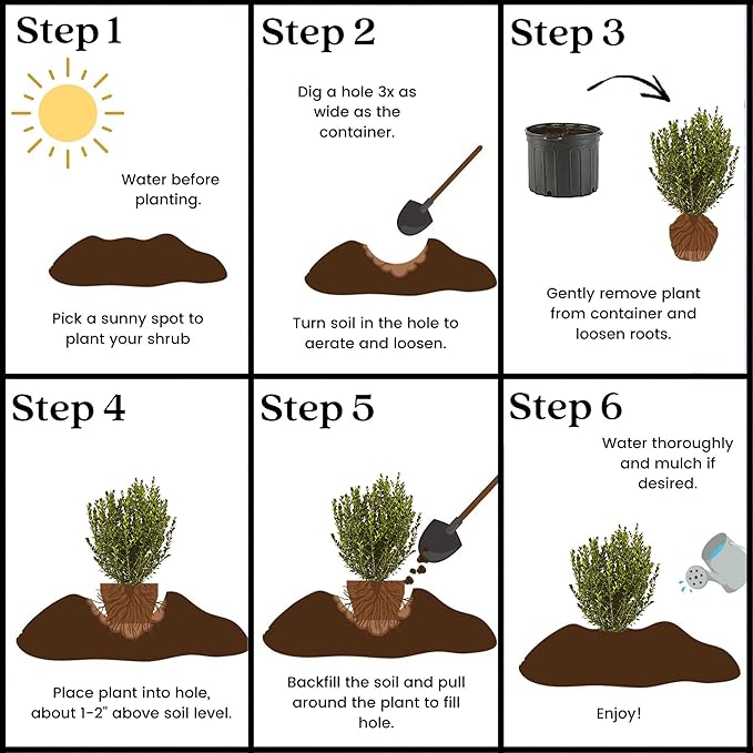 Shrub Wintergreen Boxwood, 7 Gallon, Rich Green