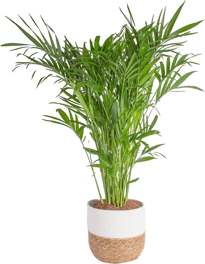 Costa Farms Cat Palm, Live Indoor Houseplant in Décor Planter, Tree-Like Floor House Plant Potted in Soil, Housewarming Gift for New Home, Living Room or Office Decor, Patio Decor, 3-4 Feet Tall