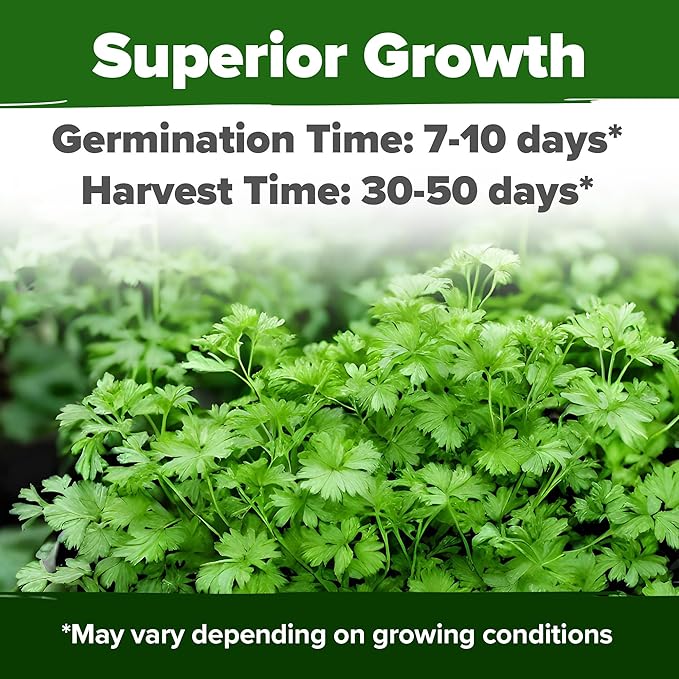 HOME GROWN π¨π¦π π£π₯ππ ππ¨π  1000+ Cilantro Seeds for Planting Indoors or Outdoors - Non-GMO Heirloom Herbs, Coriander Plant Seeds - Complete Your Herb Seeds Collection for Your Indoor Herb Garden