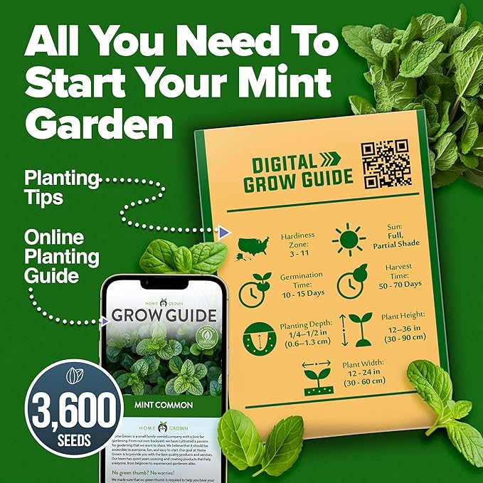 HOME GROWN Premium Common Mint Seeds (Bulk Pack) 3,600 π‘π’π‘-ππ π’ π¨π¦π Heirloom Herb Seeds, USA Sourced | Ideal for Planting Outdoors or Indoors for a Fresh Mint Tea Garden (Mentha spp)
