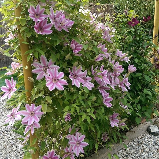 CHUXAY GARDEN Nelly Moser Clematis Seed 30 Seeds Exotic Charm Flowering Plant Adding a Decorative Appeal High Yield Flourishing