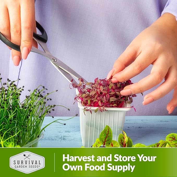 3 Packs Amaranth Microgreens Seeds for Planting and Growing - Plant Green Leafy Micro Vegetable Plants Indoors - Grow A Mini Windowsill Garden - Non-GMO Heirloom - Survival Garden Seeds