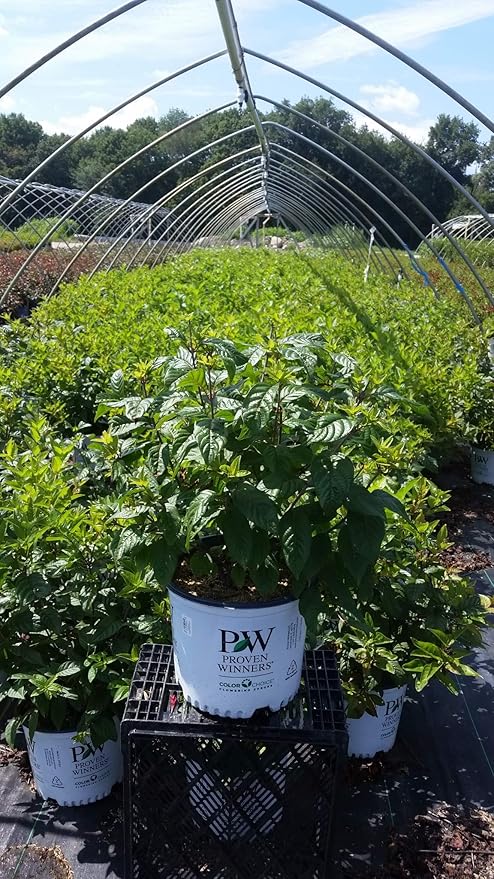 Proven Winners - Cephalanthus occidentalis Sugar Shack (Buttonbush) Shrub, white flowers, #3 - Size Container