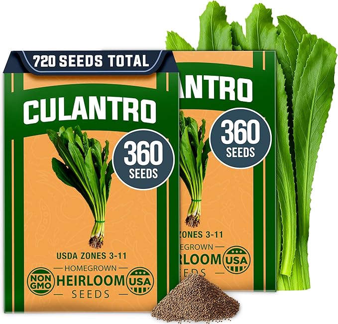 HOME GROWN Culantro Seeds - 720+ π‘π’π‘-ππ π’, π¨π¦π-π¦π’π¨π₯πππ Heirloom Herb Seeds for Planting, Slow-Bolting, Flavorful Cilantro Alternative, Great for Outdoor Herb Gardens (Eryngium foetidum)