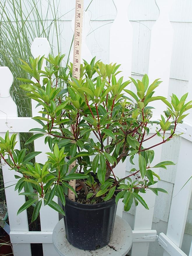 Kalmia LAT. 'Kaleidoscope' (Mountain Laurel) Evergreen, 2-Size Container, red w/White Flowers