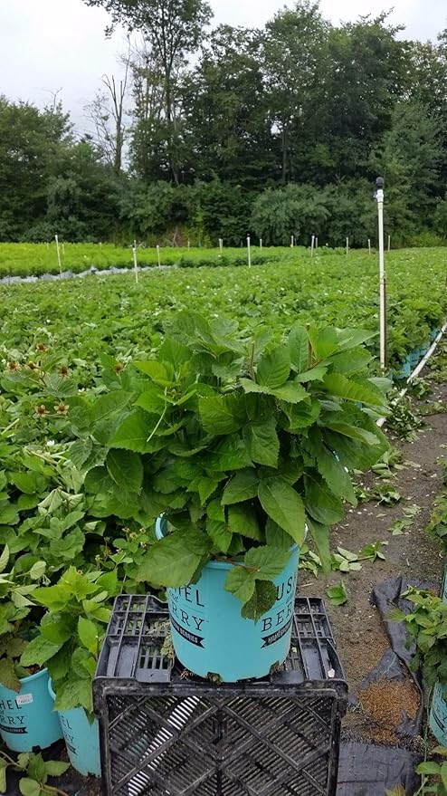 Thornless Edible-Rubus, 2-Size Container, BlackBerry-Baby Cakes