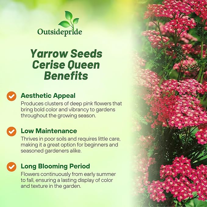 Outsidepride Cerise Queen Yarrow Seeds – 10000 Pcs. Perennial, Versatile, Clump-Forming, & Drought Tolerant Flower Seeds for Planting Fragrant & Vibrant Blooms, Ideal for Pollinator Gardens
