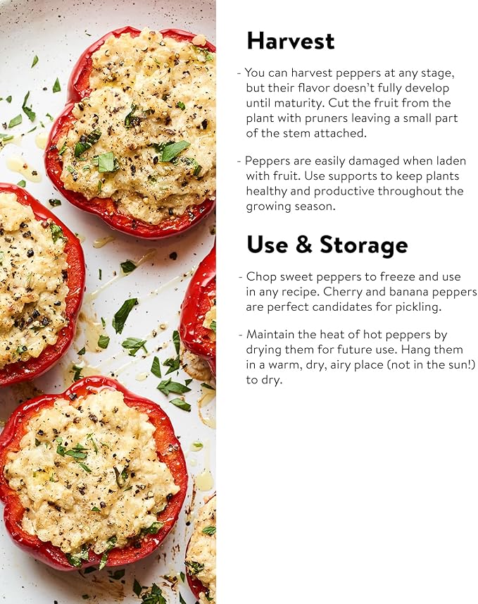 Burpee Carnival Mix Hybrid (Organic) Sweet Pepper Seeds 100 seeds