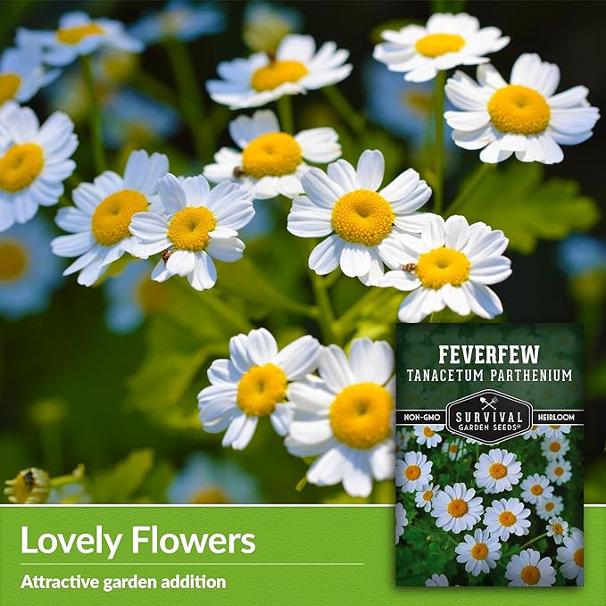 Feverfew Seeds for Planting - 5 Packets with Instructions to Plant and Grow Your Own Bachelor's Buttons in Your Home Vegetable or Herb Garden - Non-GMO Heirloom Variety - Survival Garden Seeds