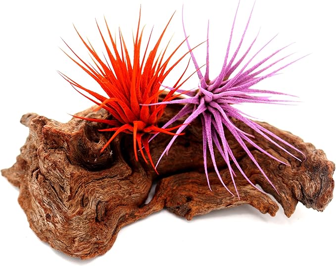 Dyed Tillandsia Ionantha Guatemala Enhanced Colored Colorful Air Plant Live Easy Care Indoor Outdoor Home Decor Gift Airplant by Awesome Industries Live Arrival Guaranteed (Orange)