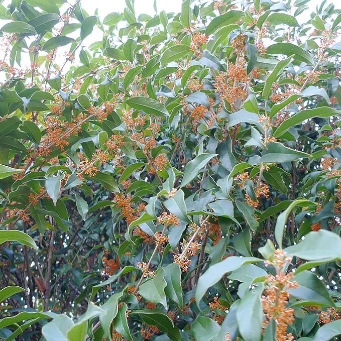Osmanthus Fragrans Seeds Fragrant Olive, Sweet Olive Hardy Evergreen Shrub Drought Tolerant Hedges Screens Specimen Plants Containers Outdoor 20Pcs Flower Seeds by YEGAOL Garden