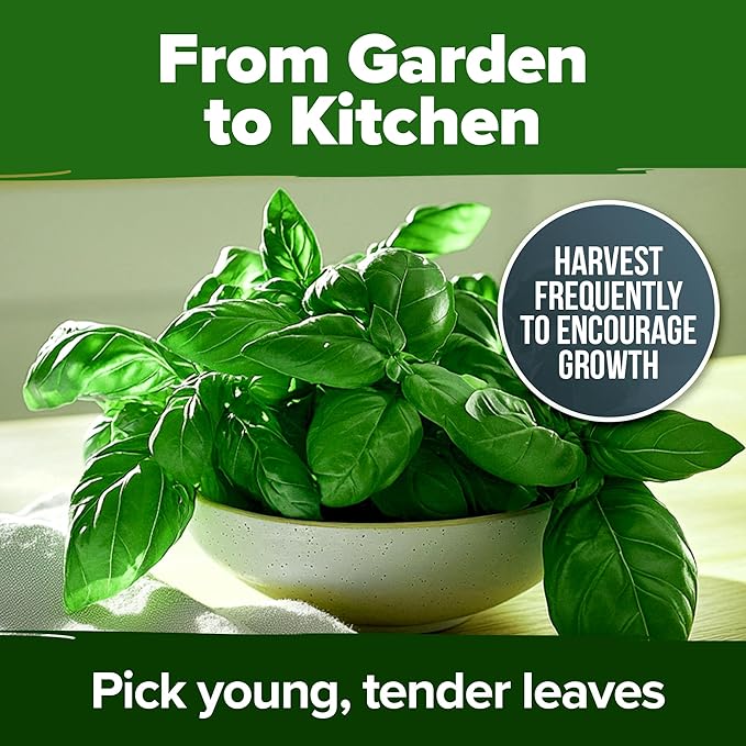 HOME GROWN Genovese Basil Seeds 2 Pack - 3500 π‘π’π‘-ππ π’ π¨π¦π Heirloom Basil Seeds for Planting (Ocimum basilicum) - Herb Seeds for Indoor & Outdoor Gardening - Grow for Culinary Use