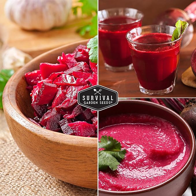 Survival Garden Seeds - Cylindra Beet Seed for Planting - 5 Packs with Instructions to Plant and Grow Dark Red Beets in Your Home Vegetable Garden - Non-GMO Heirloom Variety - Vegetable Seed