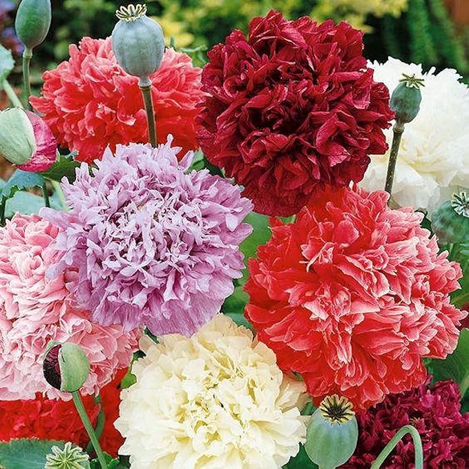 CHUXAY GARDEN Mix Peony Flower Seed 50 Seeds Pink Red White Beauty Flowers Perennial Flowering Plant Native Wildflower Beautiful Potted Plants