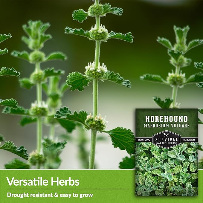 Horehound Seed for Planting - 2 Packets with Instructions to Plant and Grow Beneficial Marrubium Medicinal Herbs in Your Home Vegetable Garden - Non-GMO Heirloom Variety - Survival Garden Seeds