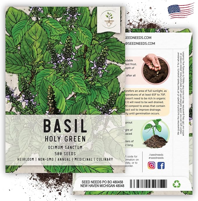 Seed Needs, Holy Basil Seeds - 500 Heirloom Seeds for Planting Ocimum Sanctum - Medicinal Tulsi Herb to Plant Indoors or Outdoors, Non-GMO & Untreated (5 Packs)