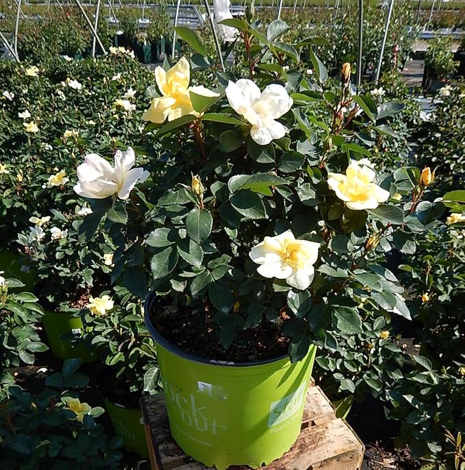 Green Promise Farms Rosa `Sunny Knock Out` (Reblooming) Rose, 2 Size Container, yellow flower