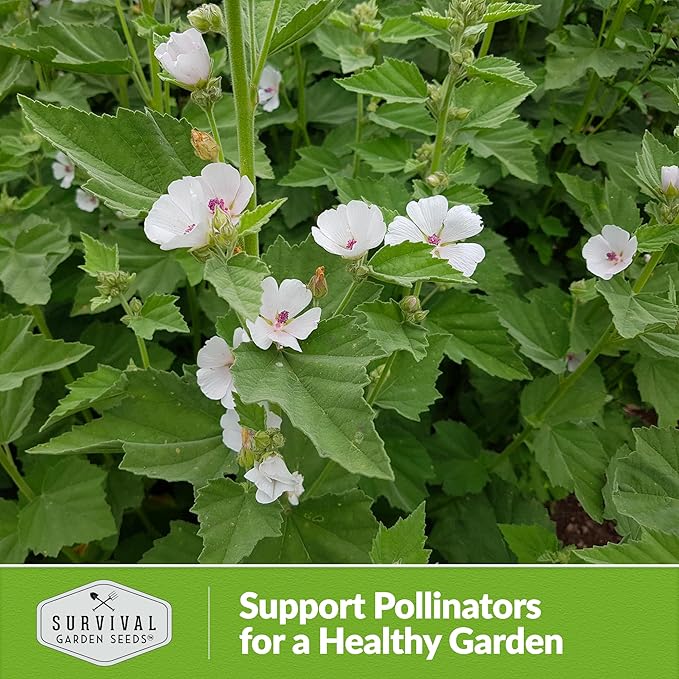 Marsh Mallow Seed for Planting - 2 Packets with Instructions to Plant and Grow Rare Medicinal Flowering Herbs in Your Home Vegetable Garden - Non-GMO Heirloom Variety - Survival Garden Seeds