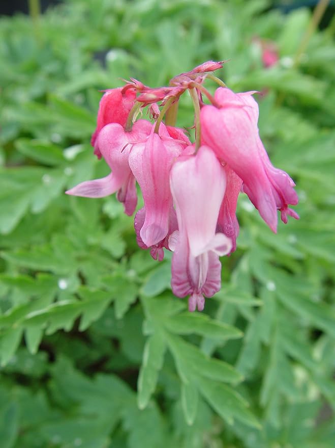 Green Promise Farms Dicentra eximia (Wild Bleeding Heart) Perennial, 1 Size Container, Pink Flowers