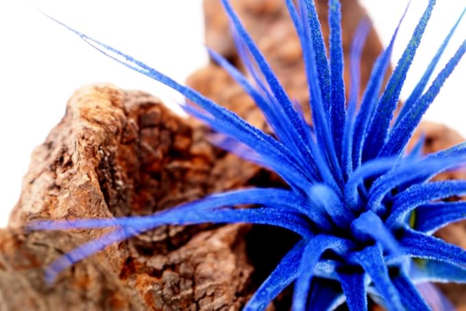 Dyed Tillandsia Ionantha Guatemala Enhanced Colored Colorful Air Plant Live Easy Care Indoor Outdoor Home Decor Gift Airplant by Awesome Industries Live Arrival Guaranteed (Deep Blue)
