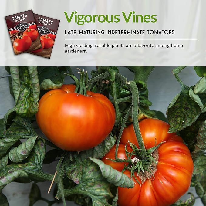 Survival Garden Seeds - Beefsteak Tomato Seed for Planting - Packet with Instructions to Plant and Grow Delicious Tomatoes in Your Home Vegetable Garden - Non-GMO Heirloom Variety - 3 Pack