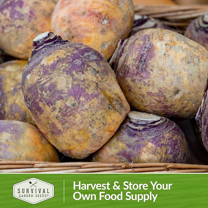 Survival Garden Seeds - 1 Pack American Purple Rutabaga Seed for Planting with Instructions to Grow Brassica Napus in Your Home Vegetable Garden - Non-GMO Heirloom Variety