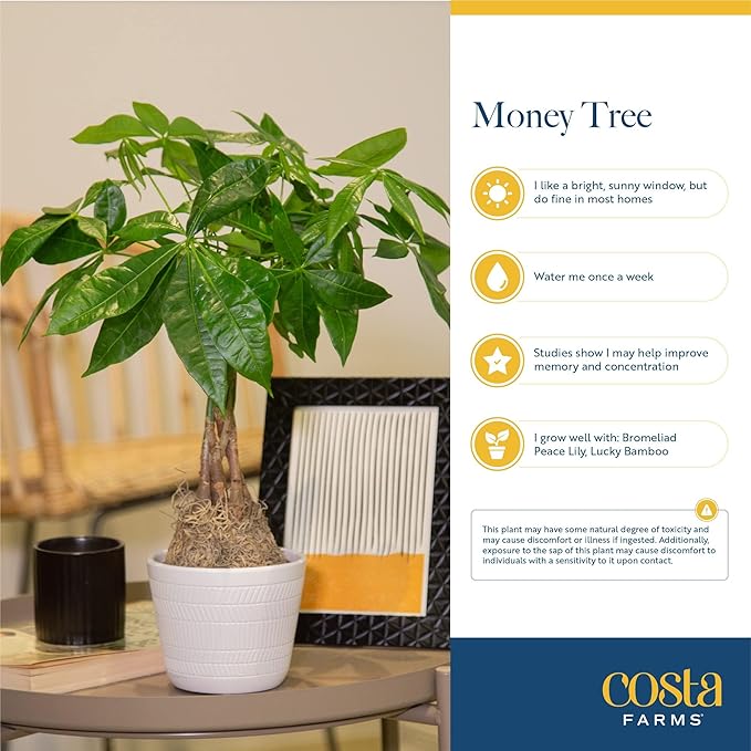 Costa Farms Money Tree, Large, Live Indoor Plant, Easy to Grow Pachira House Plant Gift, Home Décor, 3-4 Feet Tall in Nursery Pot