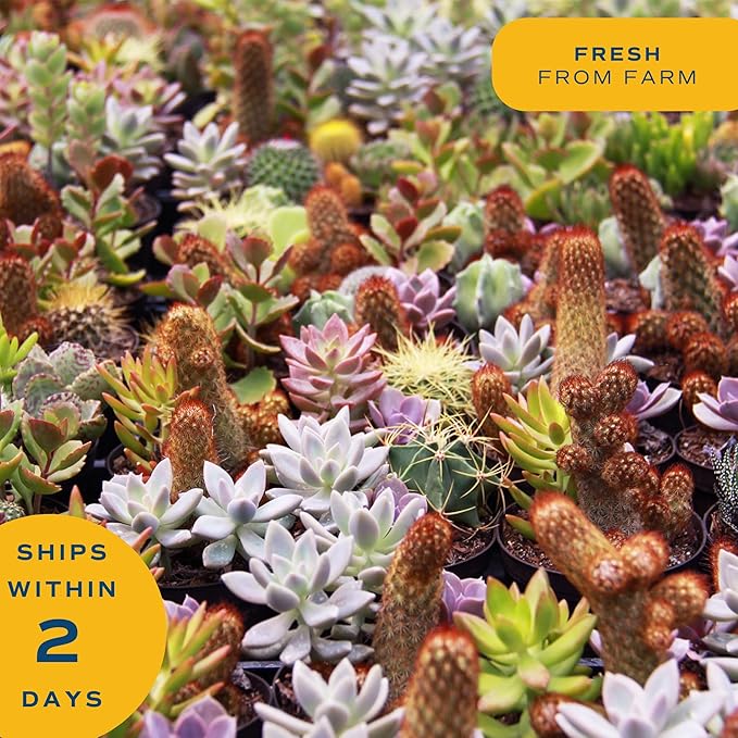 Costa Farms Succulent Plants (Pack of 3), Live Indoor Plant Mini Succulent in Cute Decor Plant Pot, Potting Soil Mix, Grower's Choice, Valentine's Day Gift, Valentine Decor, Room Decor, 2-Inches Tall