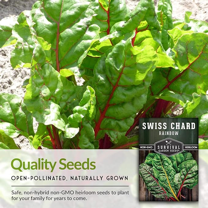 Survival Garden Seeds - Rainbow Swiss Chard Seed for Planting - 3 Packs with Instructions to Plant and Grow Colorful Stalked Vegetable Greens in Your Home Vegetable Garden - Non-GMO Heirloom Variety