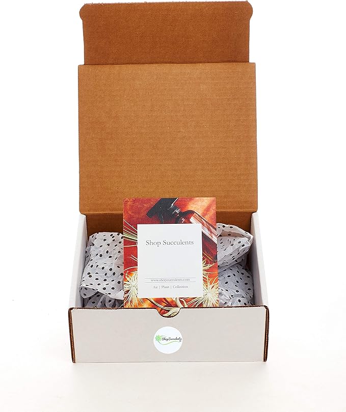 Shop Succulents | Unique Collection of Live Air Plants, Hand Selected Variety of Different Species | Collection of 6