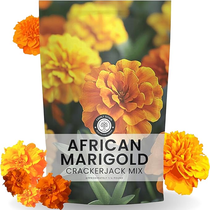 African Marigold Crackerjack - Bulk 1/4 Pound Pouch - 40,000 Flower Seeds for Planting - Tagetes erecta