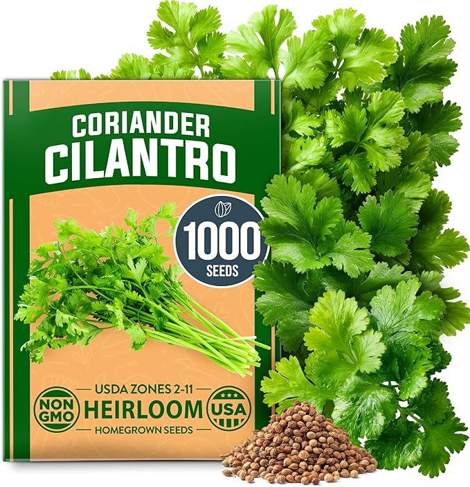 HOME GROWN π¨π¦π π£π₯ππ ππ¨π  1000+ Cilantro Seeds for Planting Indoors or Outdoors - Non-GMO Heirloom Herbs, Coriander Plant Seeds - Complete Your Herb Seeds Collection for Your Indoor Herb Garden