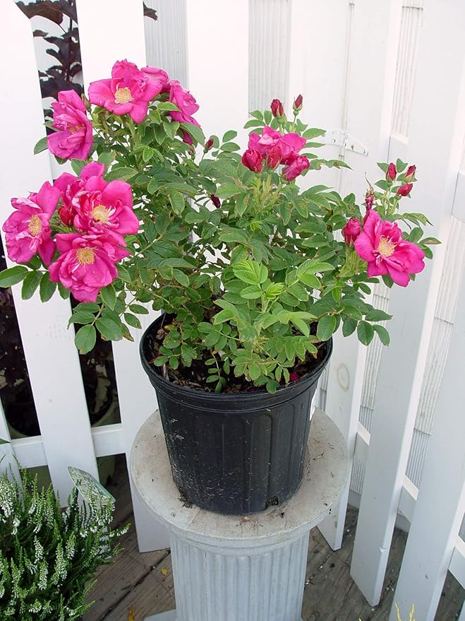 Rosa X Purple Pavement (Rose) Rose, purple flowers, #3 - Size Container