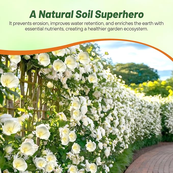 Outsidepride 1 lb. Annual Eschscholzia California Poppy White Linen Wild Flower Seeds